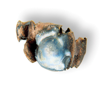 Recovered Bullet